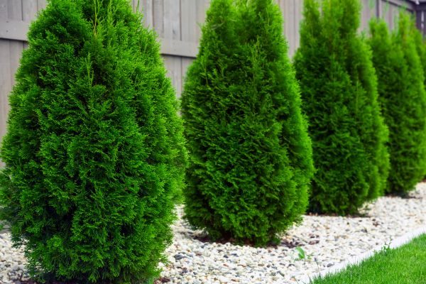 Arborvitae Planting in Stillwater