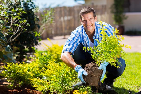 Bush Planting Service in Stillwater