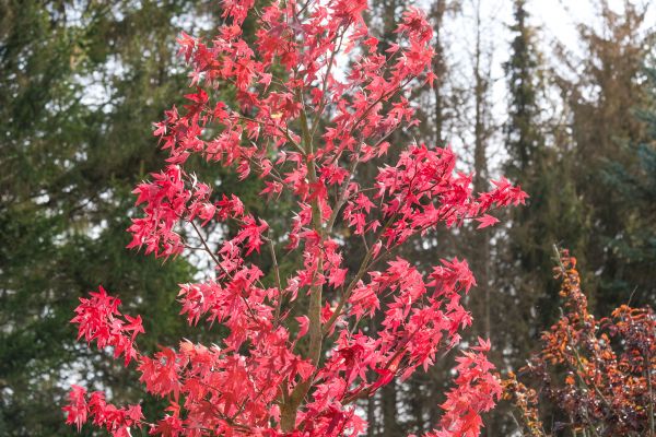 Japanese Maple Planting in Stillwater