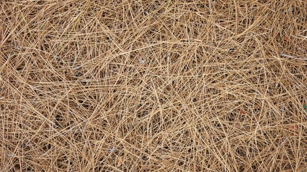 Pine Needles Delivery in Stillwater
