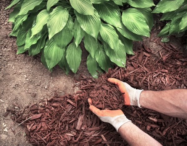 Shredded Mulch Service in Stillwater