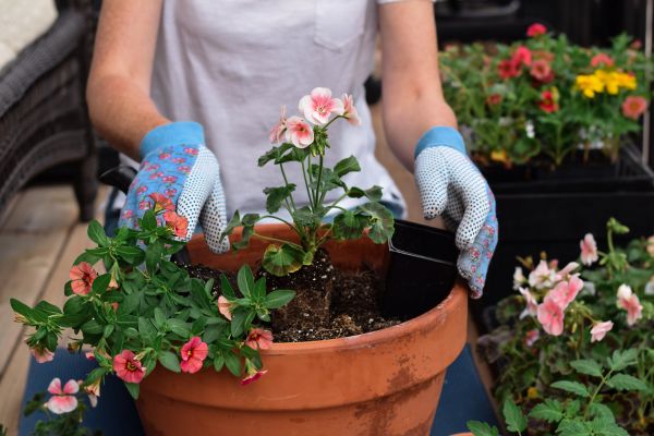 Plant Care Service in Stillwater