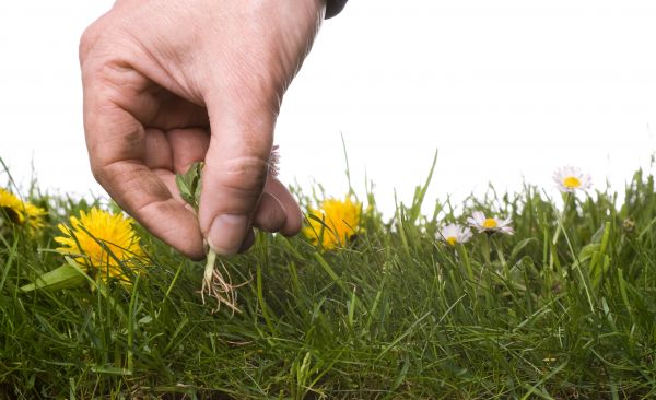 Lawn Weeding in Stillwater