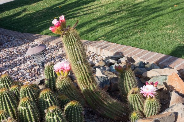 Desert Landscaping in Stillwater