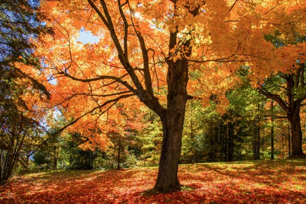 Maple Tree Planting in Stillwater