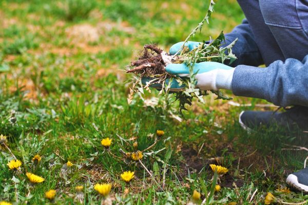 Flower Bed Clearing in Stillwater