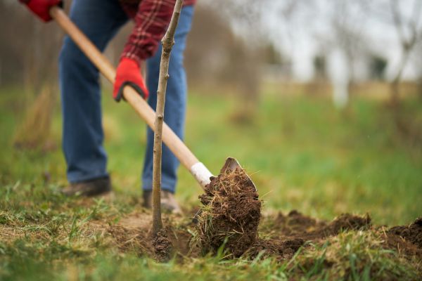 Trees Planting in Stillwater