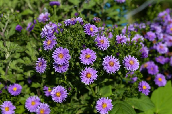 Perennial Flower Planting in Stillwater