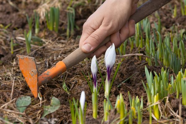 Flower Garden Weeding in Stillwater