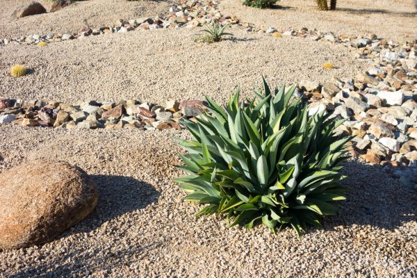 Xeriscaping Service in Stillwater
