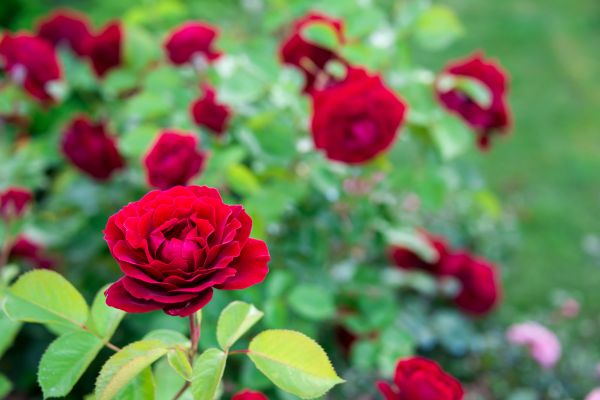 Rose Planting in Stillwater