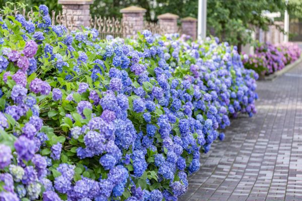 Hydrangea Landscaping in Stillwater