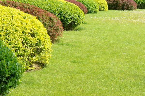 Shrubbery Planting in Stillwater