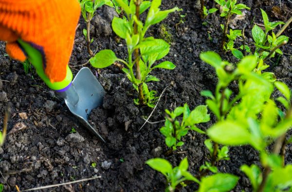 Hydrangea Planting in Stillwater