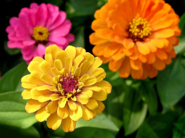 Zinnia Planting in Stillwater