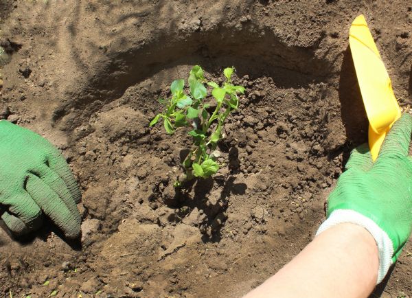 Rose Bush Planting in Stillwater