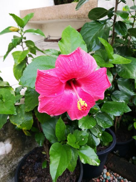 Hibiscus Planting in Stillwater