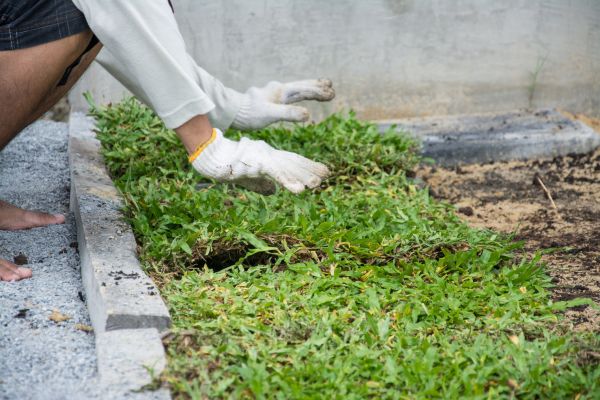 Ground Cover Planting in Stillwater