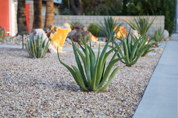 Drought Resistant Landscaping in Stillwater