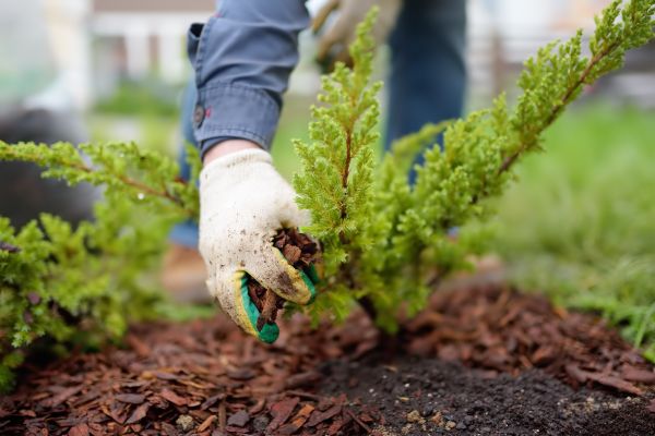 Church Mulching in Stillwater