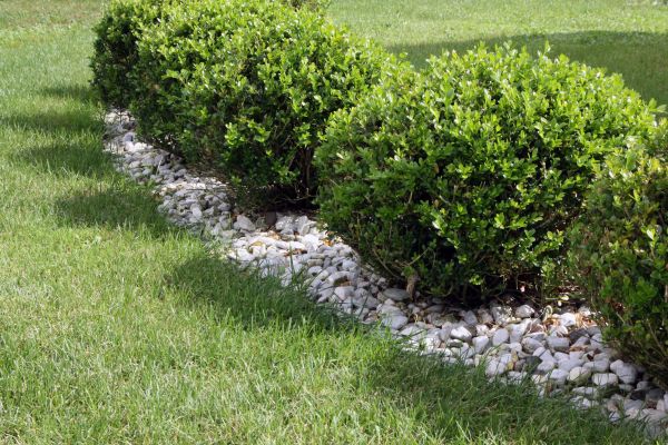 Boxwood Planting in Stillwater